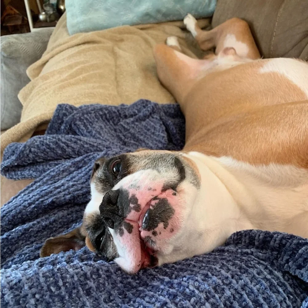 Apollo 🪽❤️‍🩹 - Picture 8 of 13